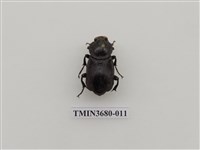 藏品(埋葬蟲)的圖片